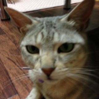 成猫にも幸せになるチャンスを、、、