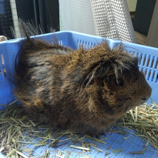 アビシニアンモルモット里親募集