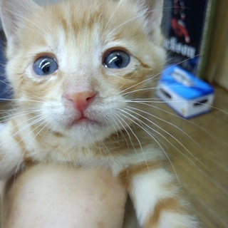 茶とらで青い眼の猫ちゃん