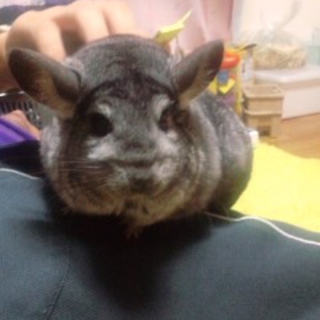 チンチラの里親様を募集しています。
