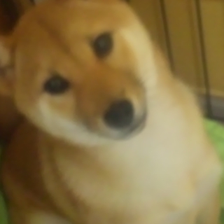 １歳と半年の柴犬の女の子です。