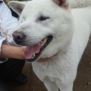 3才くらい紀州犬