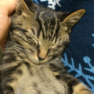 甘えた抱っこ好きのとっても飼いやすい子猫です。