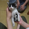 奈良県で子猫を保護しています！ サムネイル4