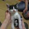 奈良県で子猫を保護しています！ サムネイル3