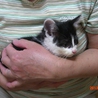 奈良県で子猫を保護しています！ サムネイル5