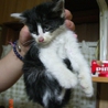 奈良県で子猫を保護しています！ サムネイル7