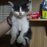奈良県で子猫を保護しています！ サムネイル6