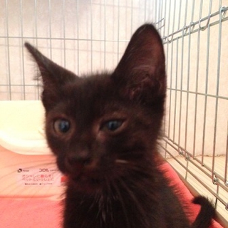 イケメン黒猫くんが新しい家族を探しています