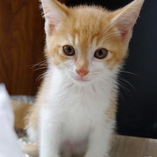 子猫の里親さんを探しています