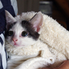 とってもかわいい３匹の仔猫！ サムネイル3