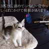 とってもかわいい３匹の仔猫！ サムネイル4