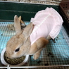 2匹の里親様急募！ サムネイル2