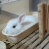 2匹の里親様急募！ サムネイル5