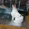 2匹の里親様急募！ サムネイル7