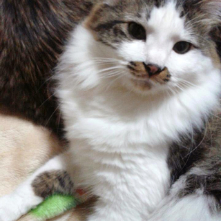 里親様を募集いたします！