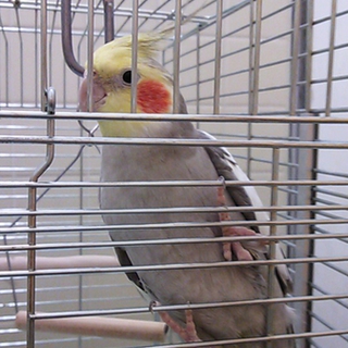 オカメインコ　里親さん決まりました。