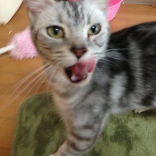 里親さま決定しました！有難うございます！