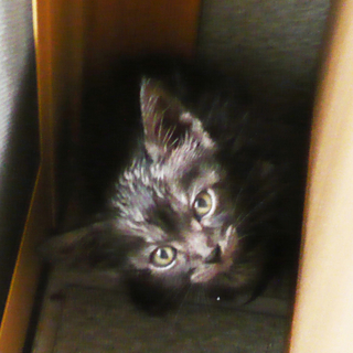 子猫の里親さん募集中です