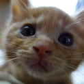 子猫の里親様を探しています。