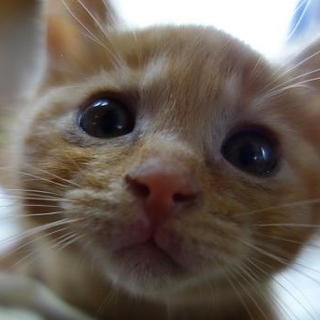 子猫の里親様を探しています。