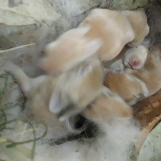 かわいいうさぎが生まれました・・７匹います・・。