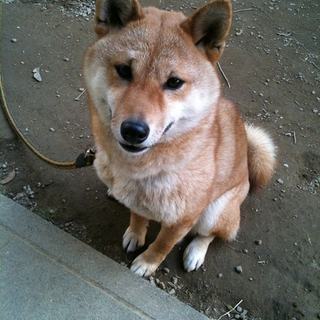 柴犬赤毛の女の子