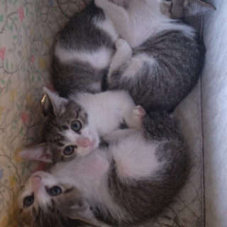かわいい子猫３匹産まれました！