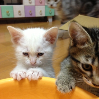 ふわふわ子猫のお家募集中！