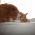 行き先のない猫です。必死で里親を探しています。