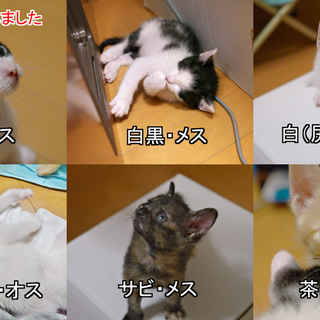 一ヶ月半の子猫６匹（他県にもお届けします）