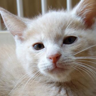 子猫の里親様を探しています。