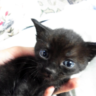20130507日生まれの５匹の子猫　北海道北斗市