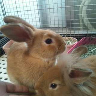 3ヶ月のうさぎの子供