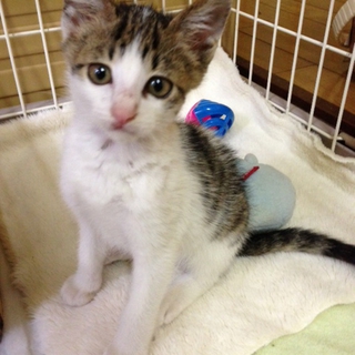 ありがとうございました！