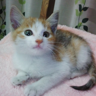 名古屋　三毛猫　みぞれちゃんの里親さま募集