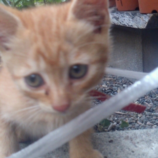 生後１ヶ月程の子猫です。