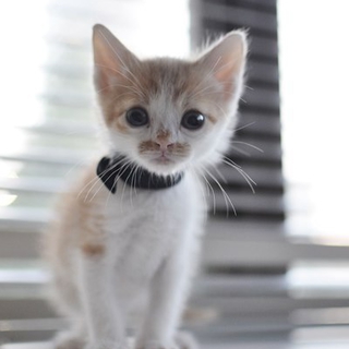 子猫のラウドくん　茶トラ　八割れ 