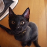 元気いっぱいな3兄弟の里親募集!! サムネイル5
