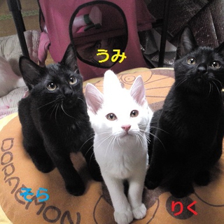 元気いっぱいな3兄弟の里親募集!!