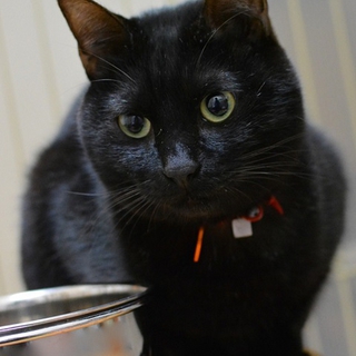 可愛いクロサワ！