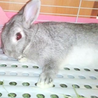 かわいいウサギの里親を募集しています。