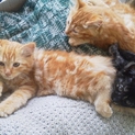 子猫もらってください！