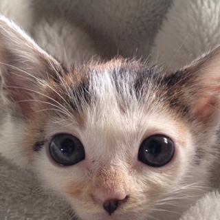 マーブル模様の三毛猫です！可愛いです！！！