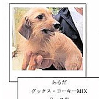２０日までの命アルダ