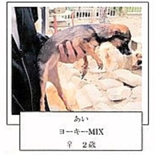 ６月２０日までの命アイ
