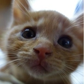子猫の里親様を探しています。