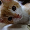 子猫の里親様を探しています。