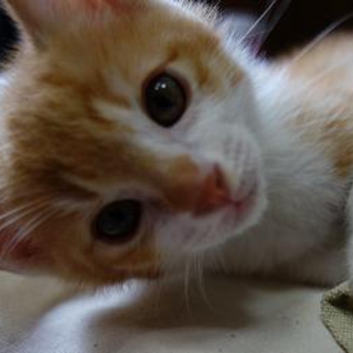子猫の里親様を探しています。