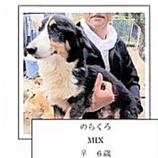 ６月３０日までの命　こーぎー